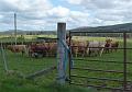 Aviemore-Fort William (62)